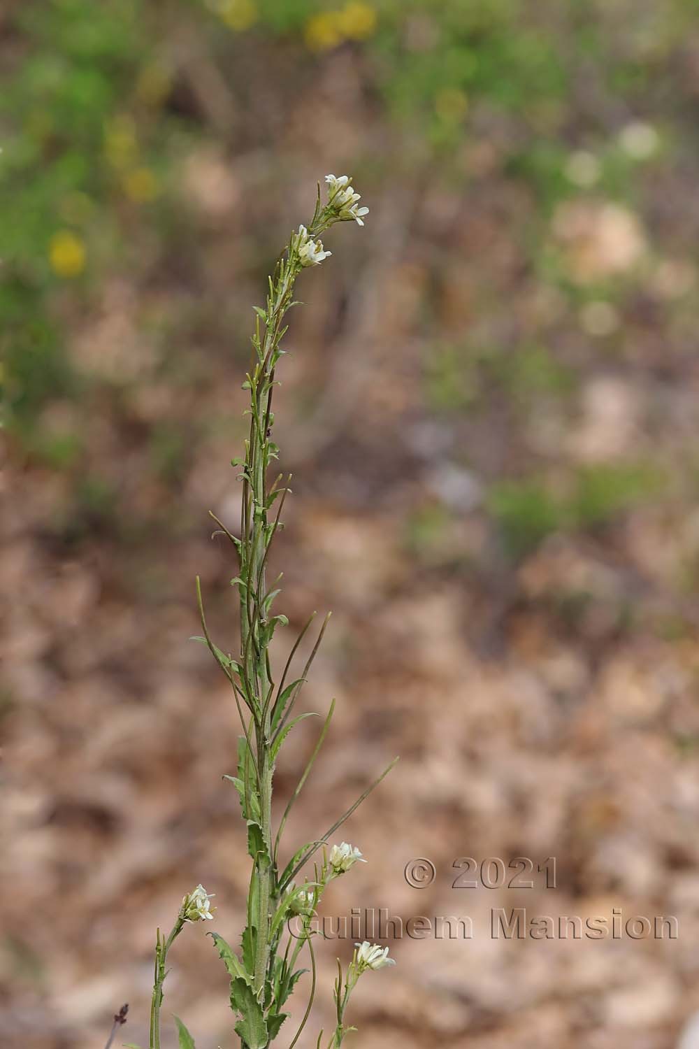 Pseudoturritis [Arabis] turrita