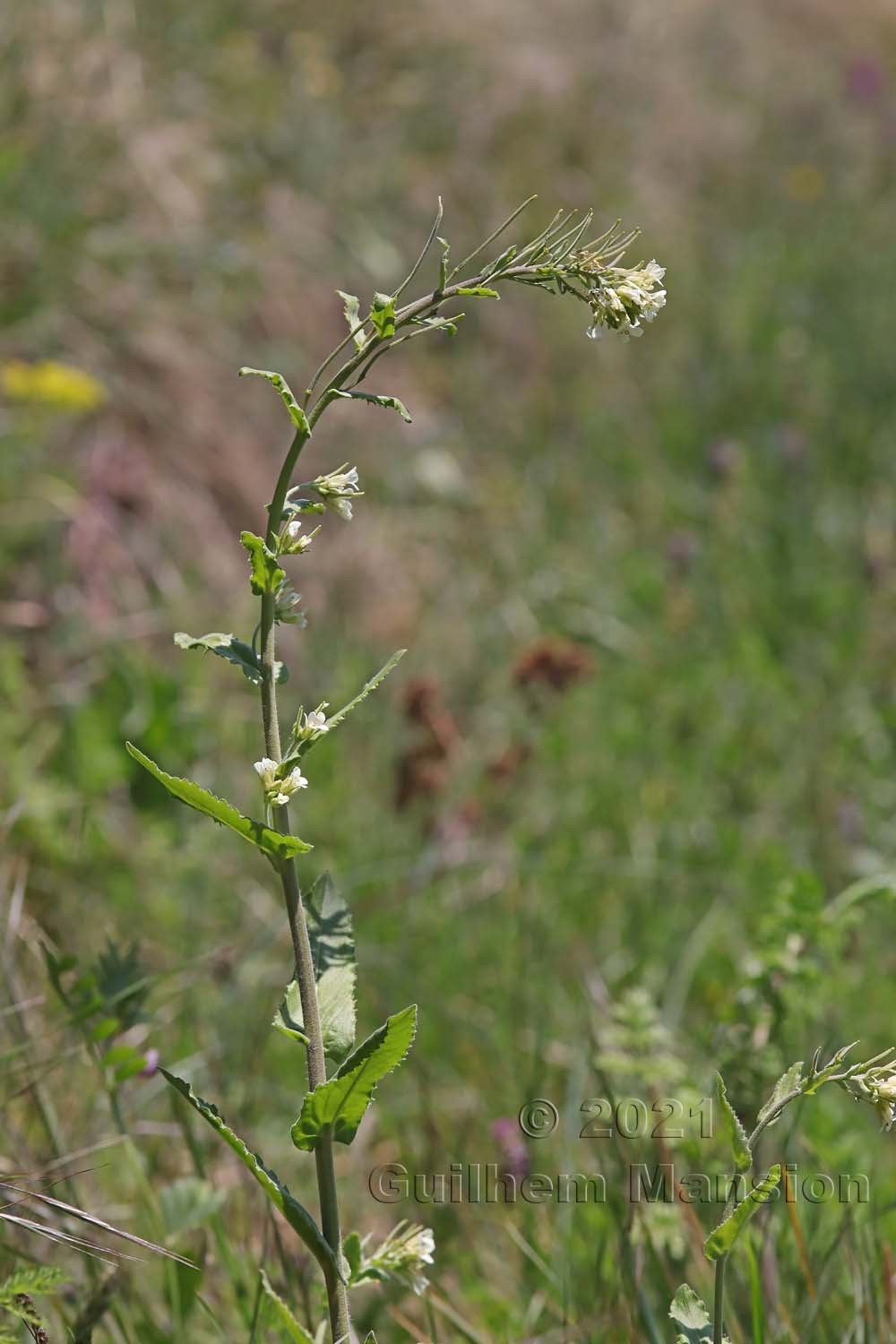 Pseudoturritis [Arabis] turrita