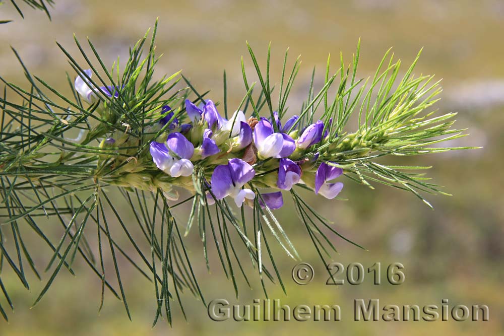 Psoralea pinnata 003