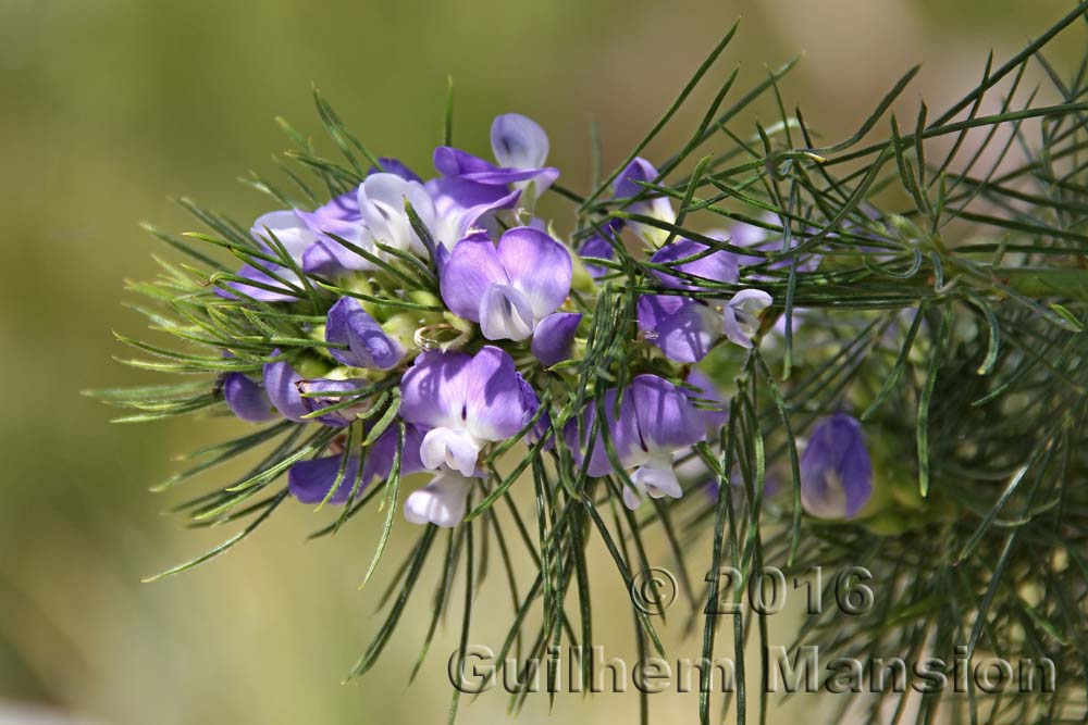 Psoralea pinnata