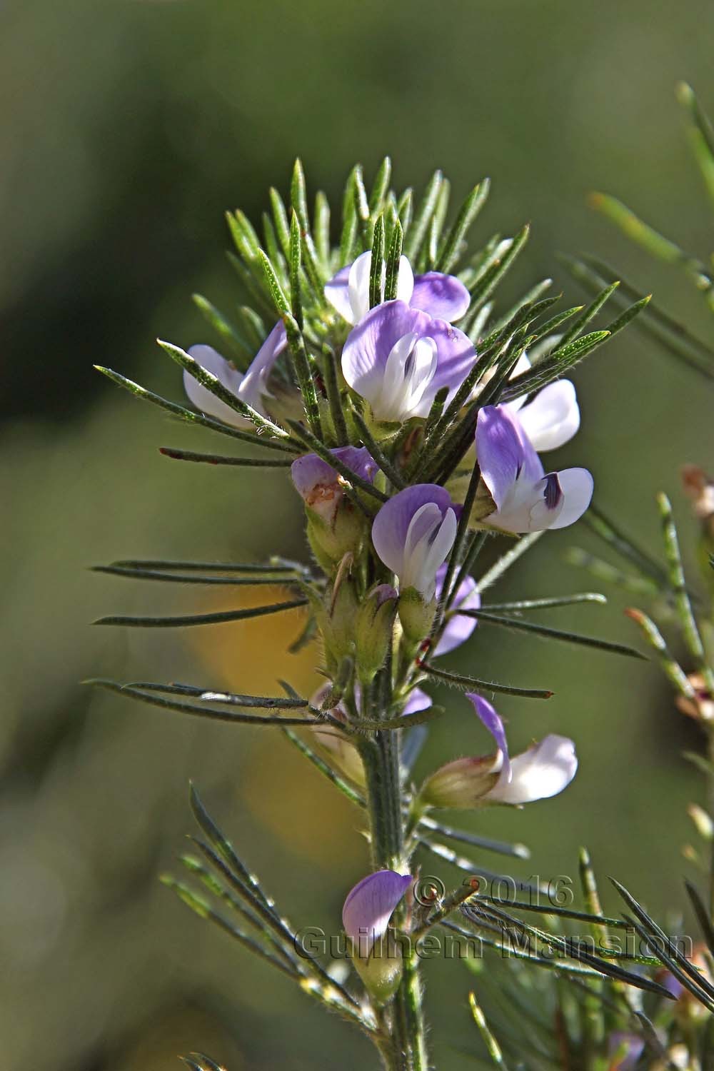 Psoralea pinnata