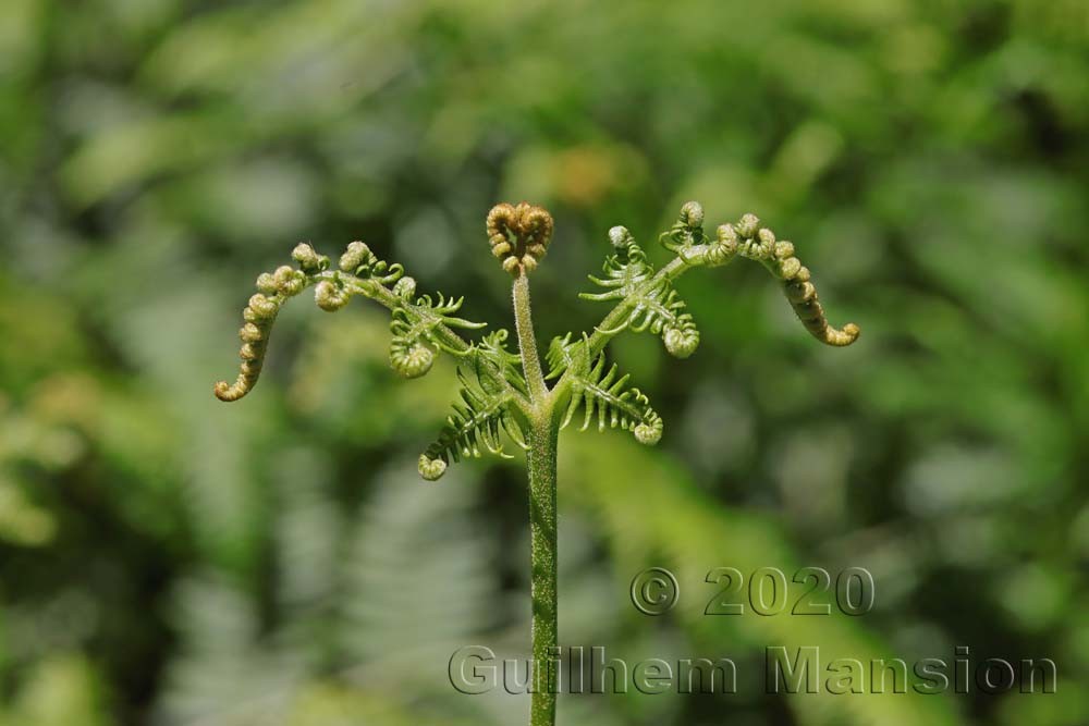 Pteridium aquilinum