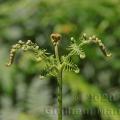 Famille - Pteridaceae