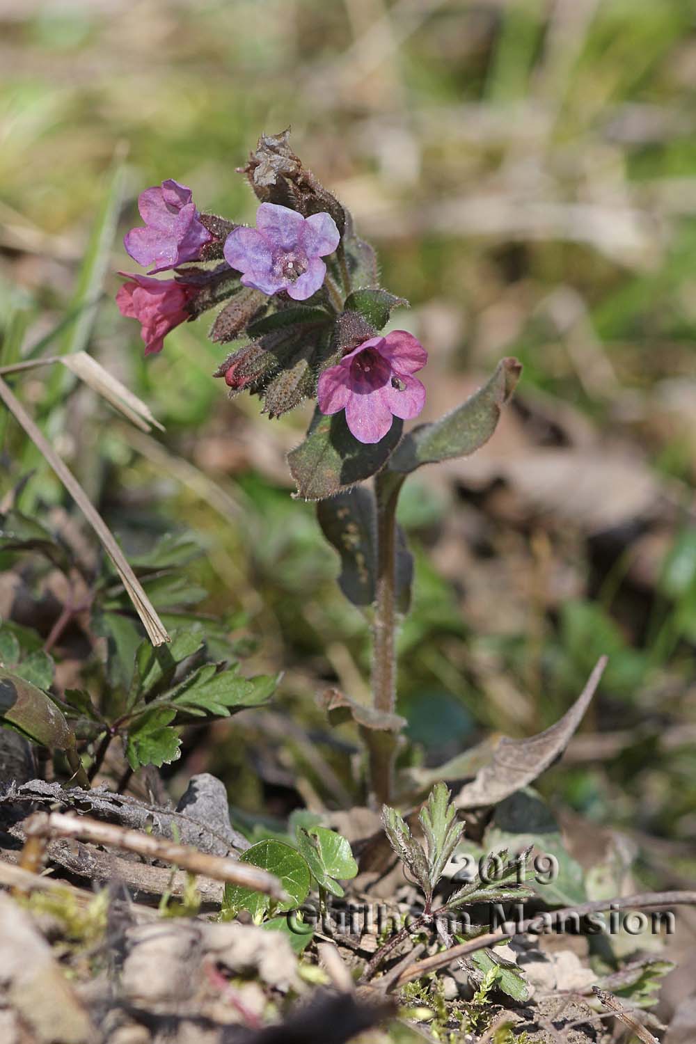 Pulmonaria obscura