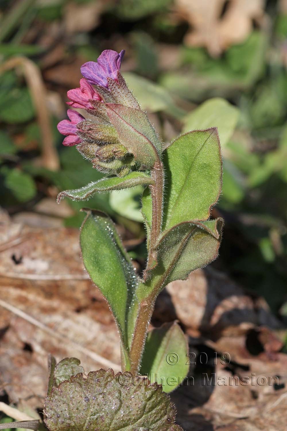 Pulmonaria obscura