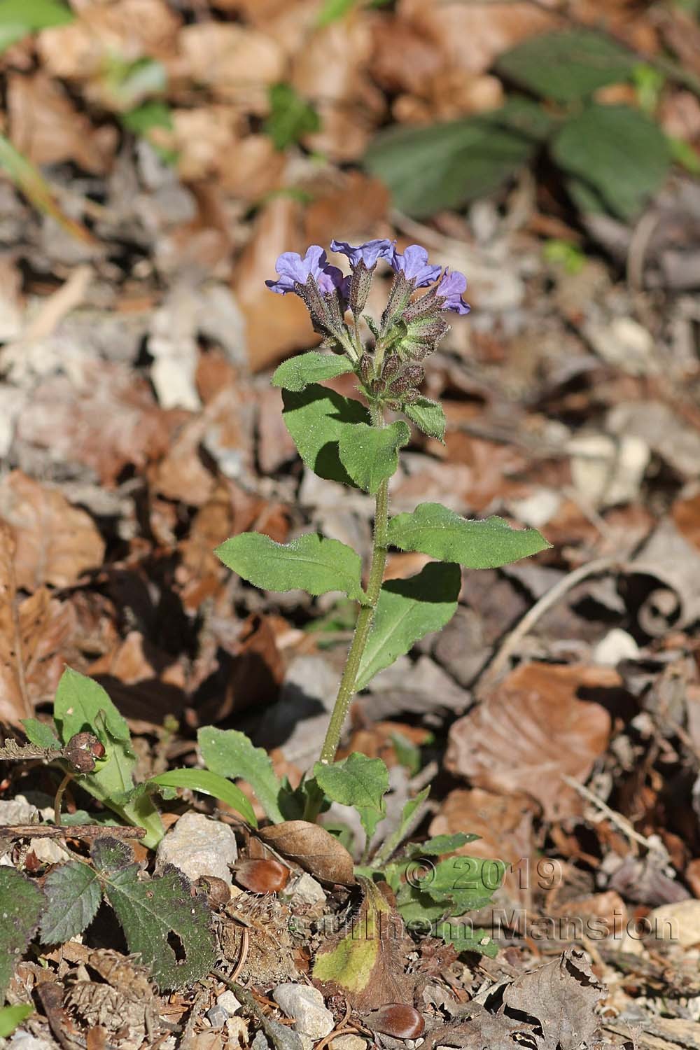 Pulmonaria obscura