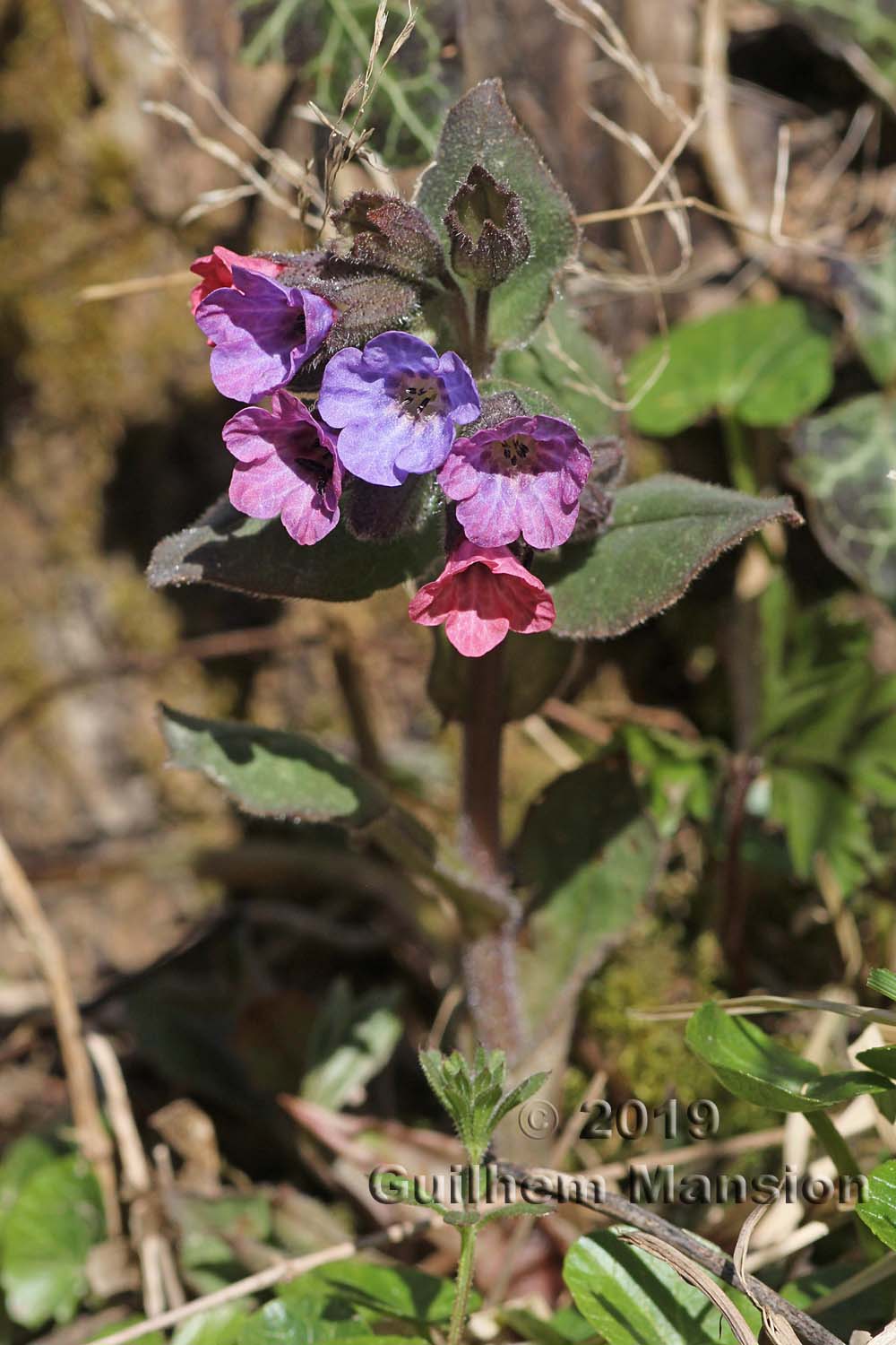 Pulmonaria obscura