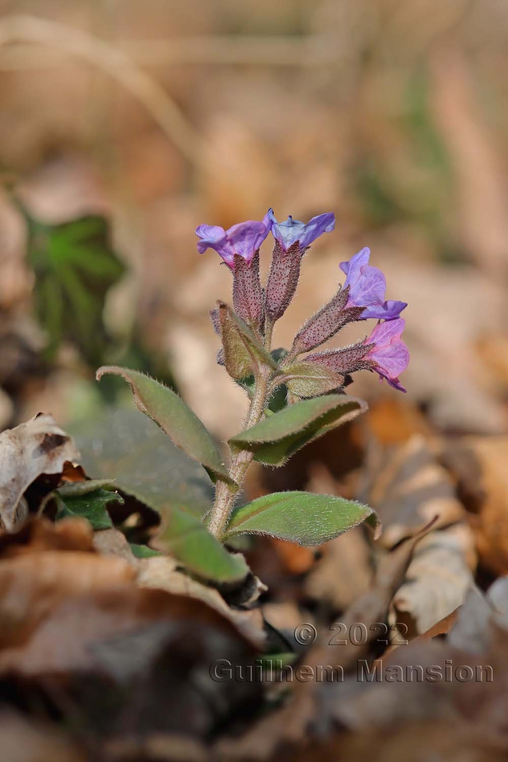 Pulmonaria obscura