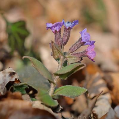 Pulmonaria obscura