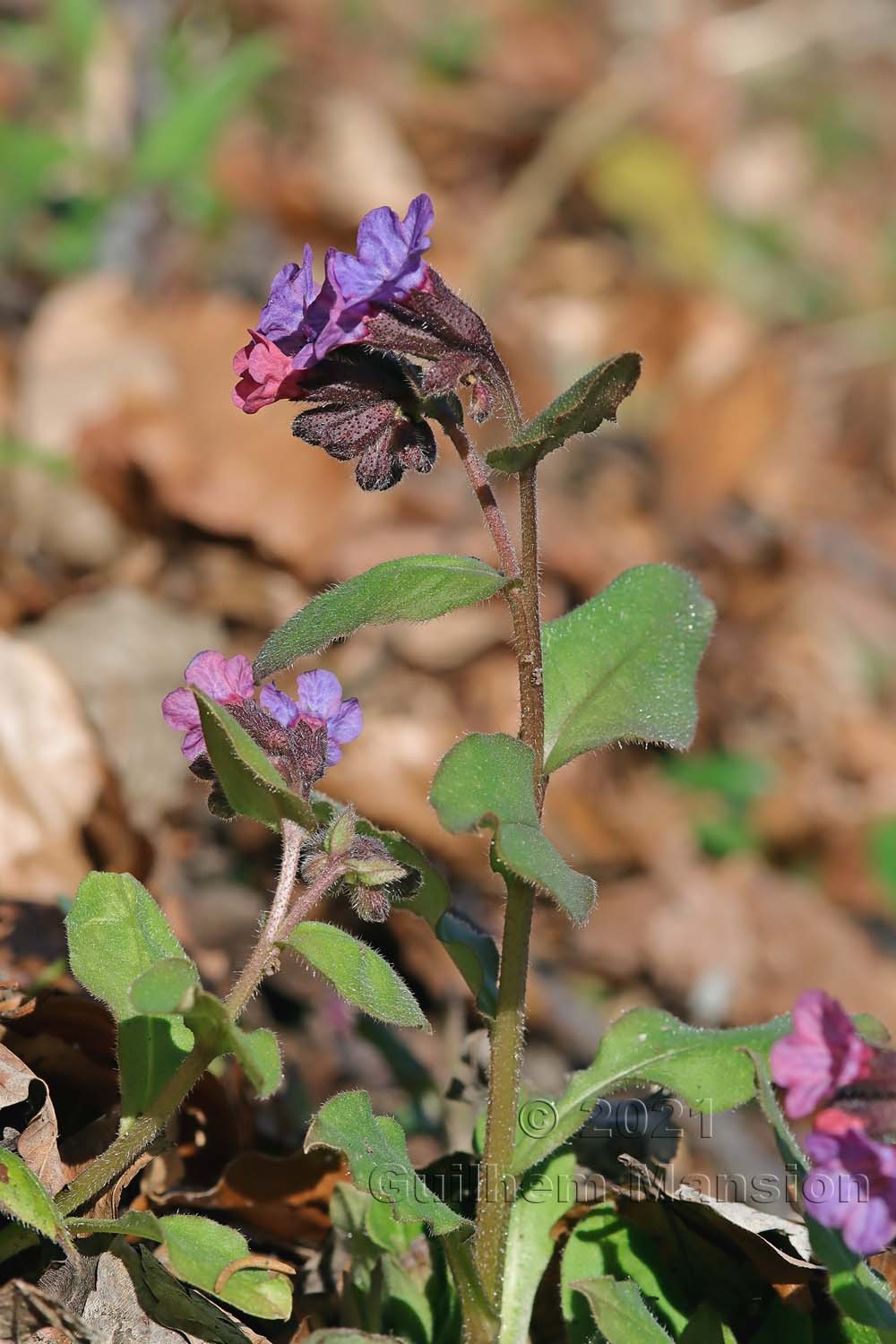 Pulmonaria obscura