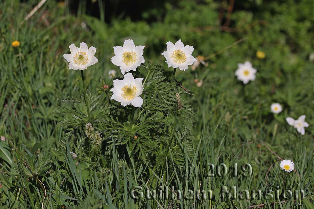 Pulsatilla alpina