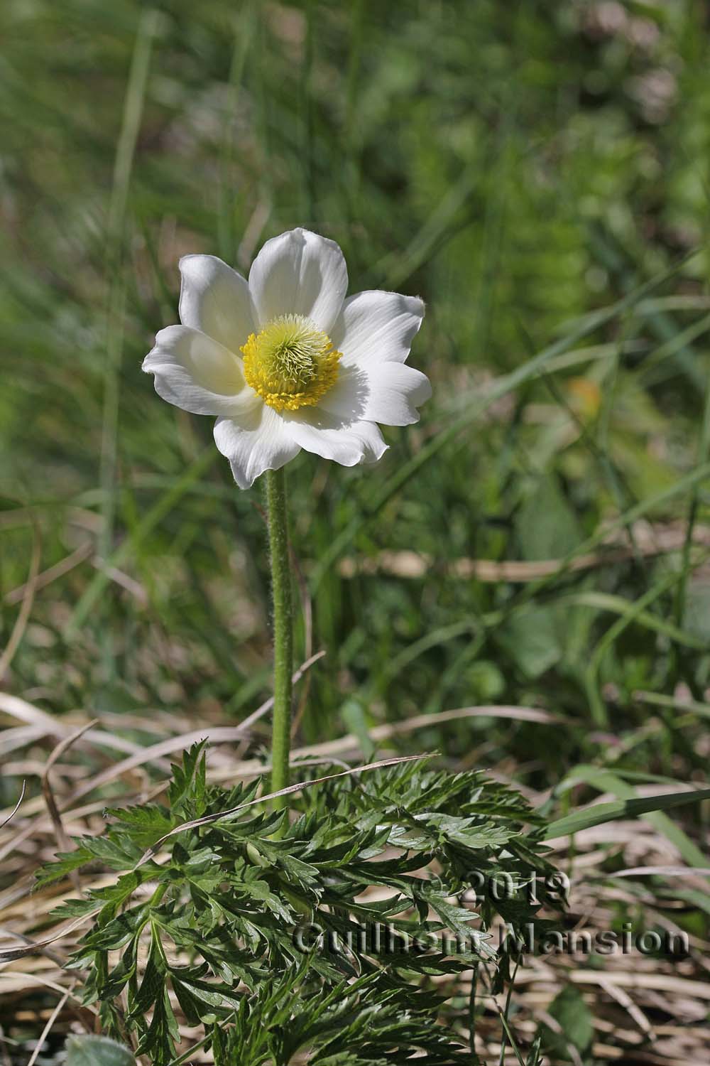 Pulsatilla alpina