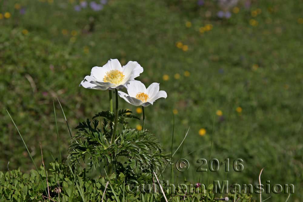 Pulsatilla alpina