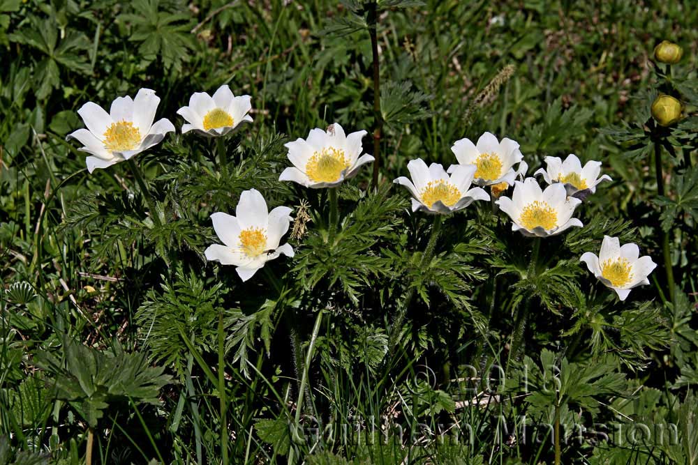 Pulsatilla alpina