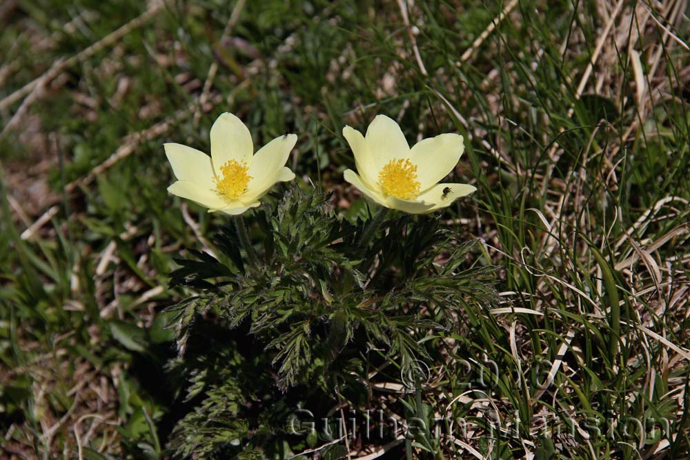 Pulsatilla alpina subsp. apiifolia