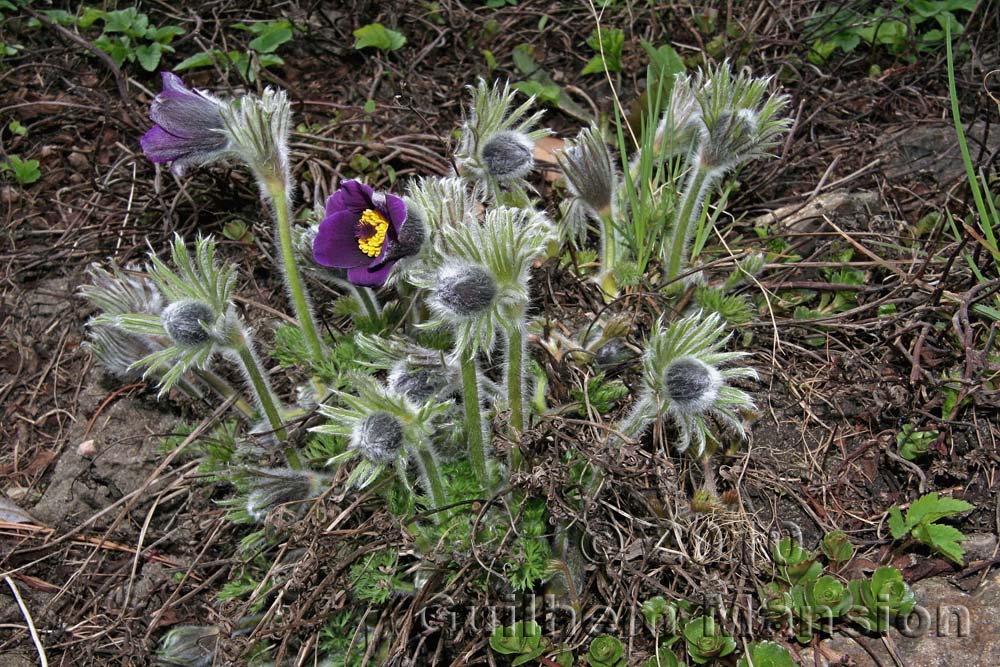 Pulsatilla ambigua