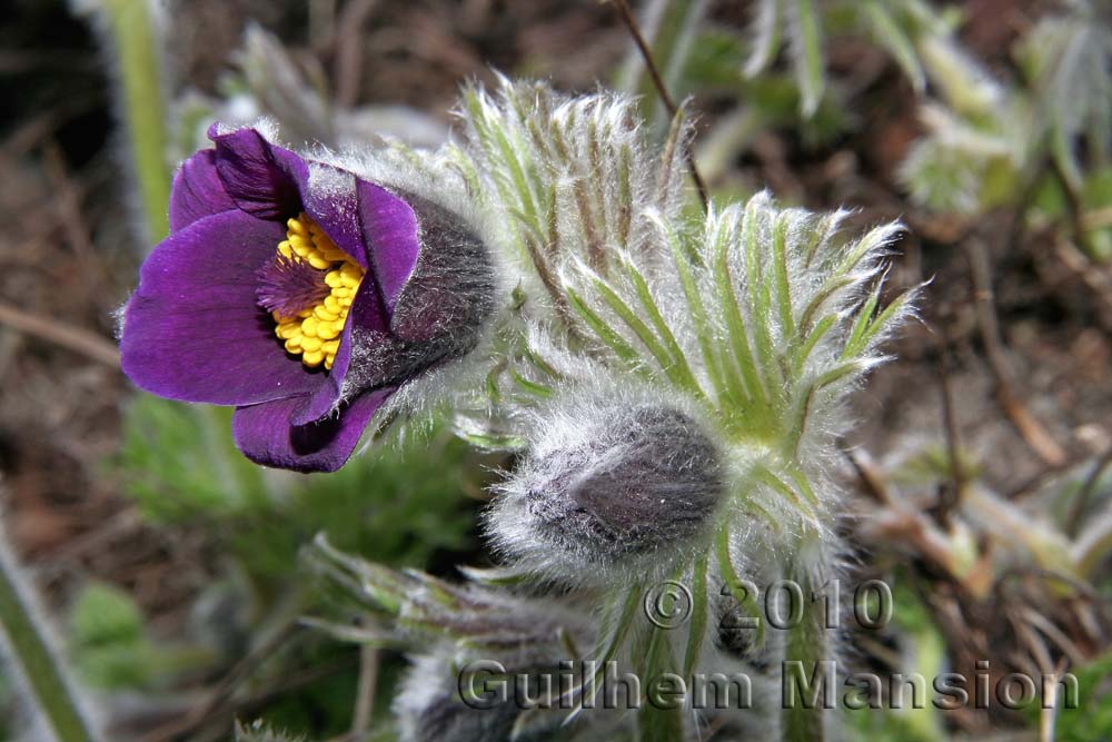 Pulsatilla ambigua