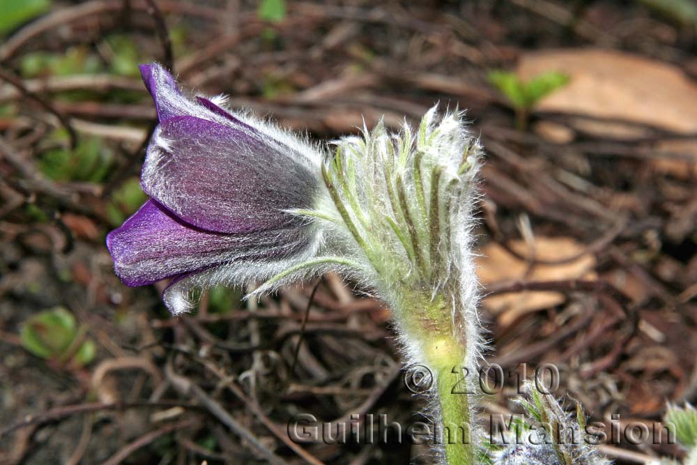 Pulsatilla ambigua