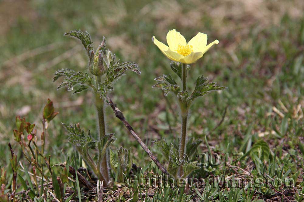 Pulsatilla alpina subsp. apiifolia