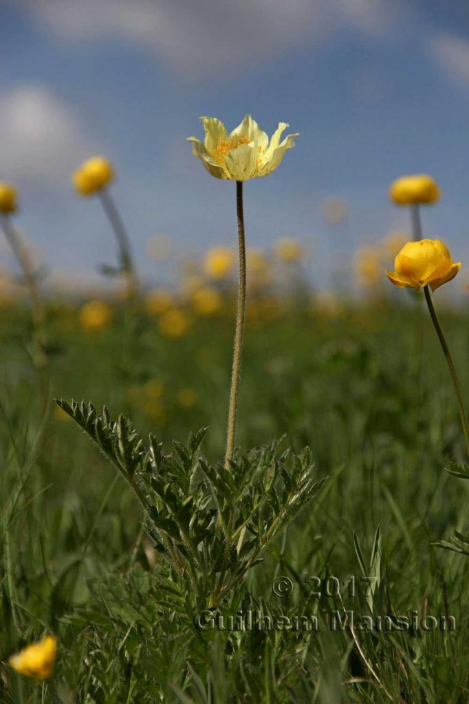 Pulsatilla alpina subsp. apiifolia