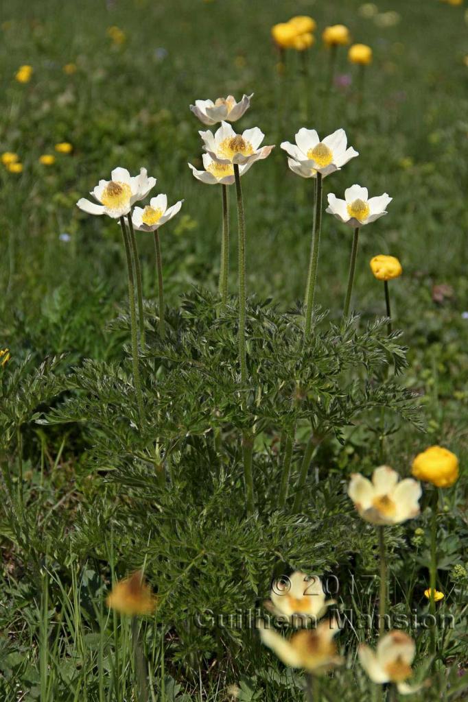 Pulsatilla alpina subsp. apiifolia