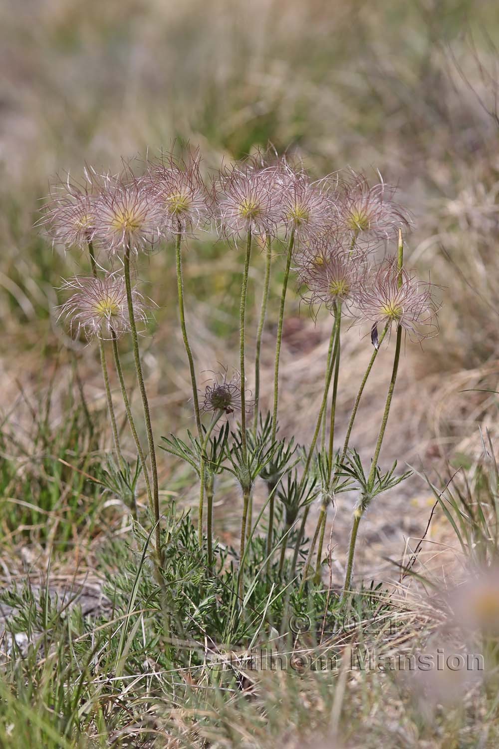 Pulsatilla montana