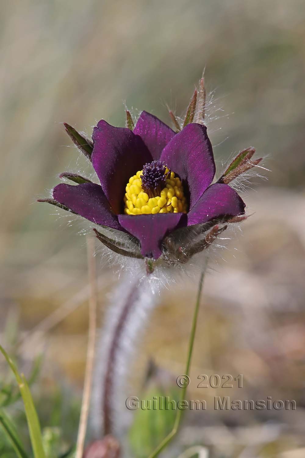 Pulsatilla montana