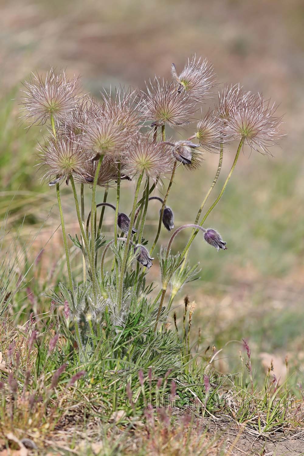 Pulsatilla montana