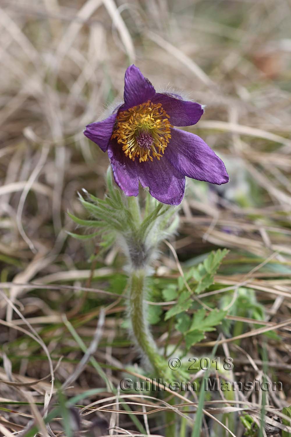 Pulsatilla montana