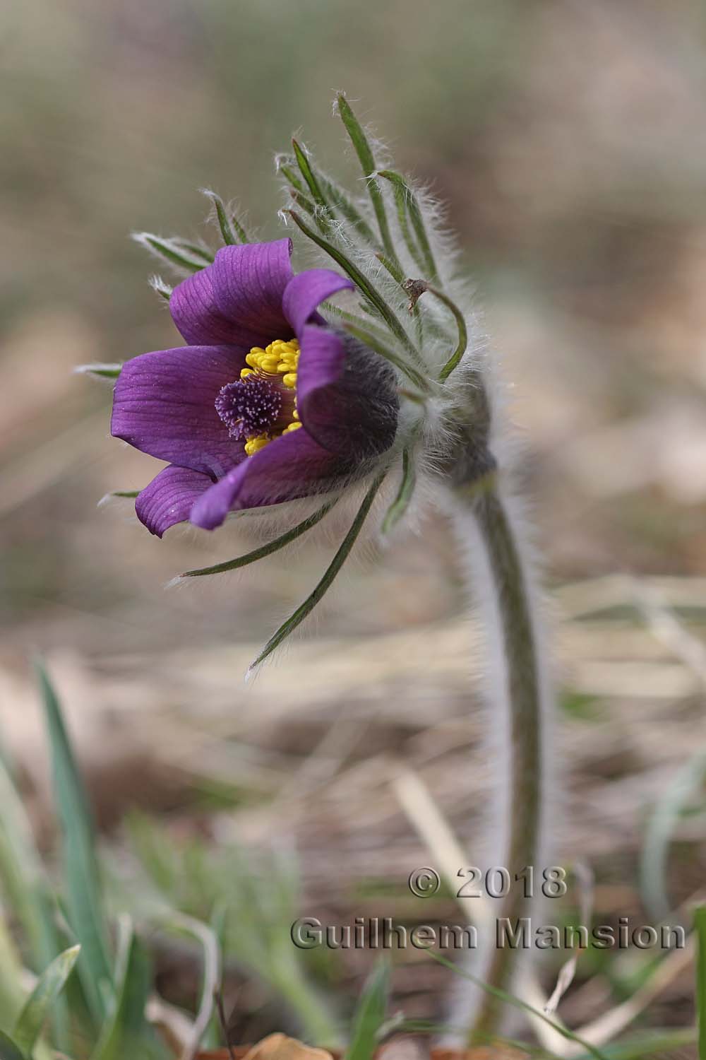 Pulsatilla montana