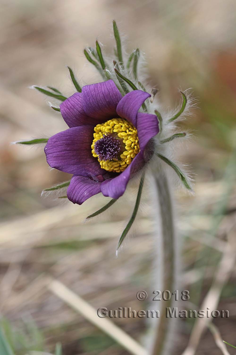 Pulsatilla montana