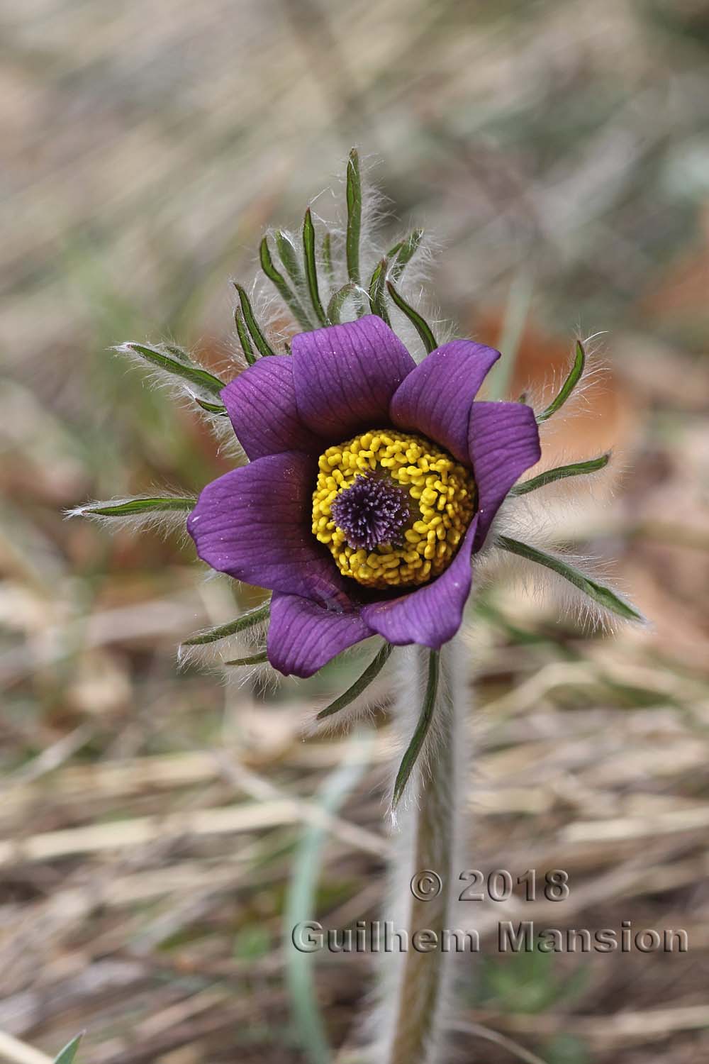 Pulsatilla montana