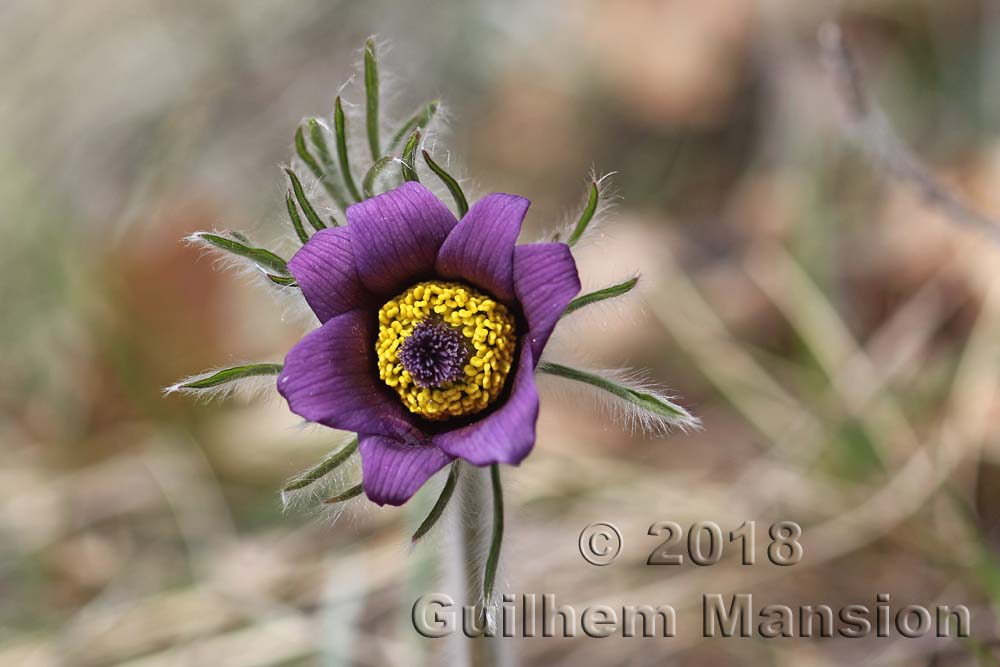 Pulsatilla montana