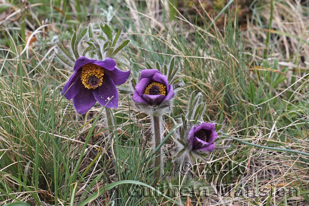 Pulsatilla montana