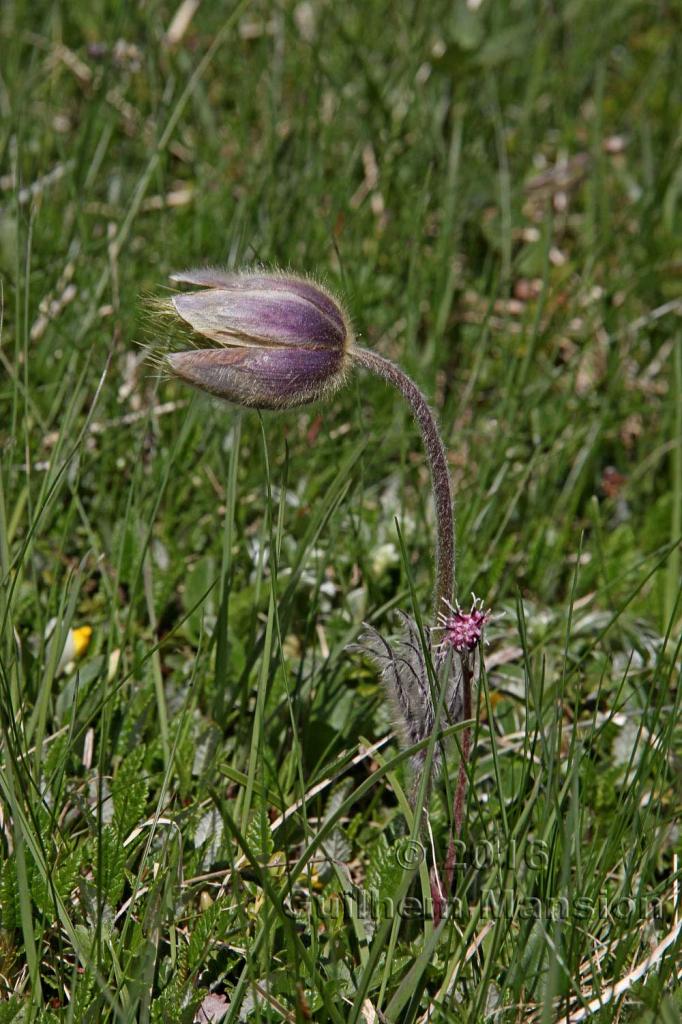 Pulsatilla vernalis