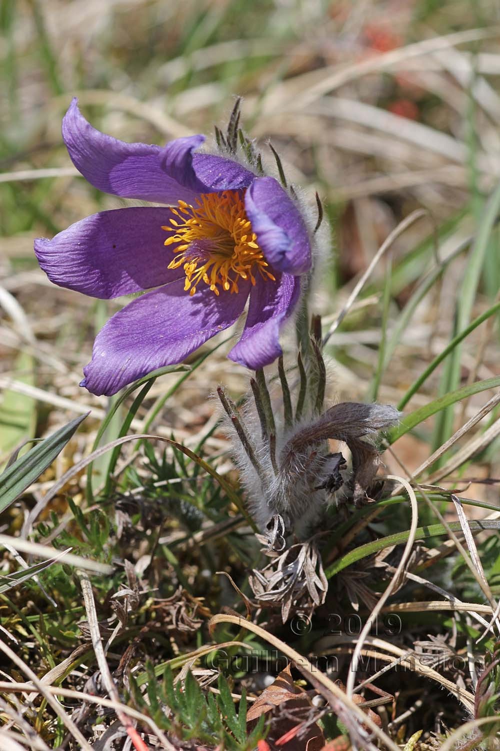 Pulsatilla vulgaris