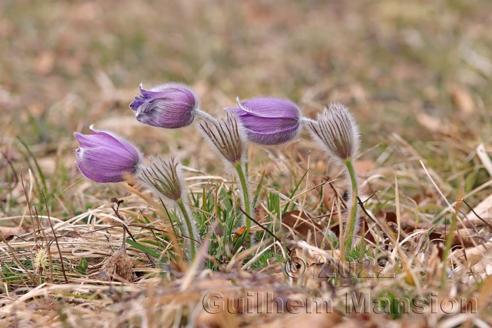 Pulsatilla vulgaris