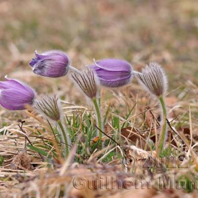 Pulsatilla vulgaris