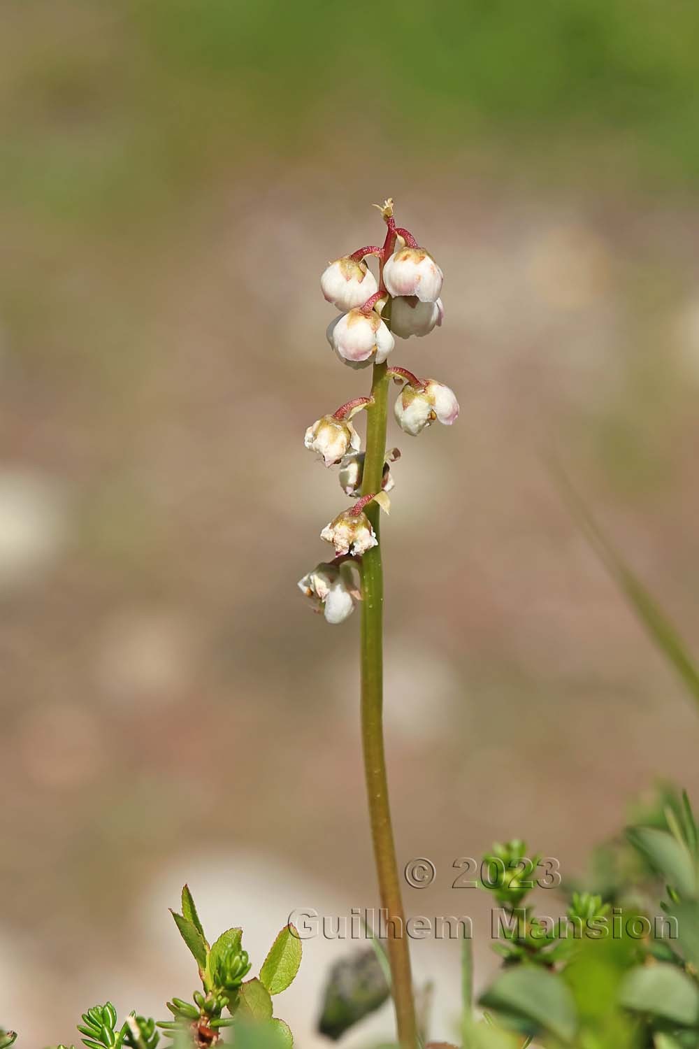 Pyrola minor