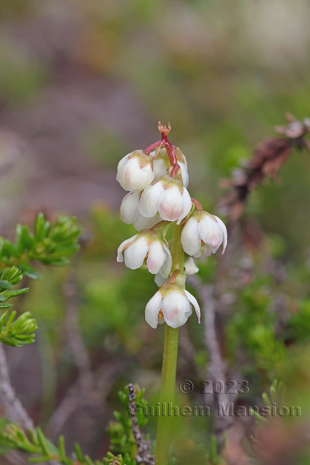 Pyrola minor