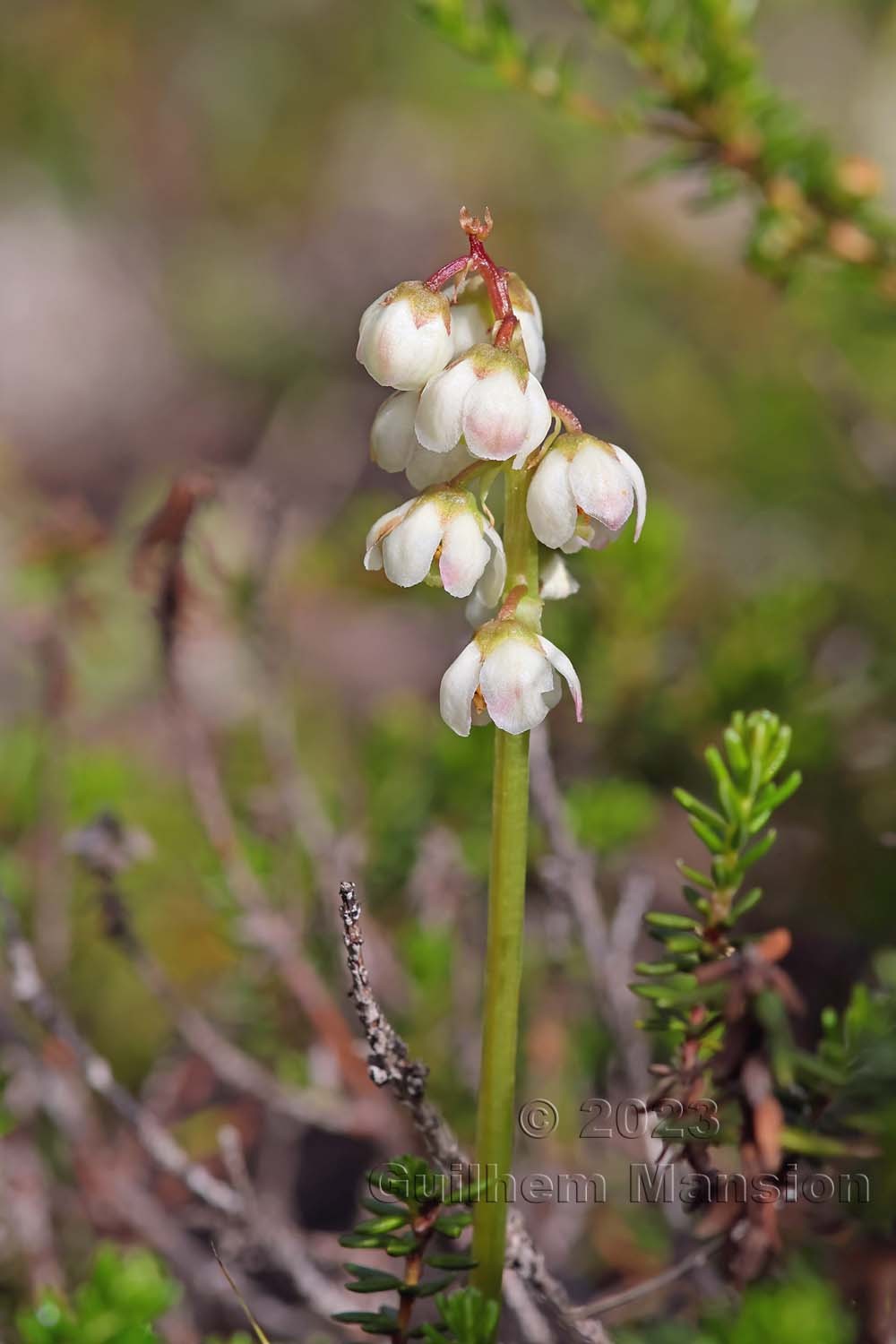 Pyrola minor