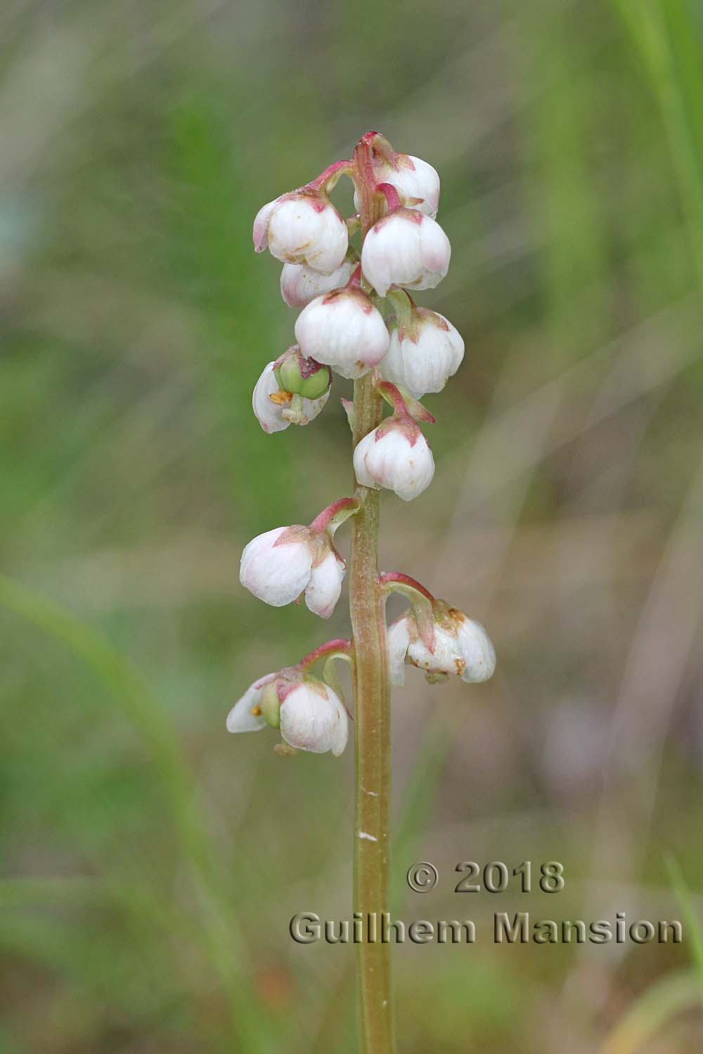 Pyrola minor