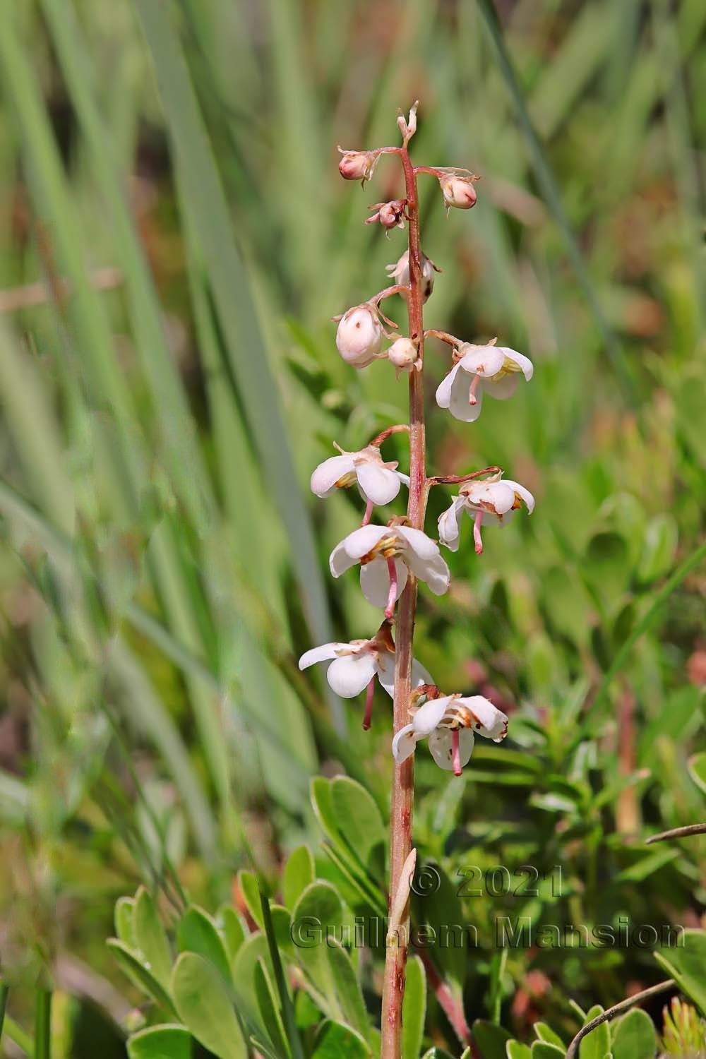 Pyrola rotundifolia