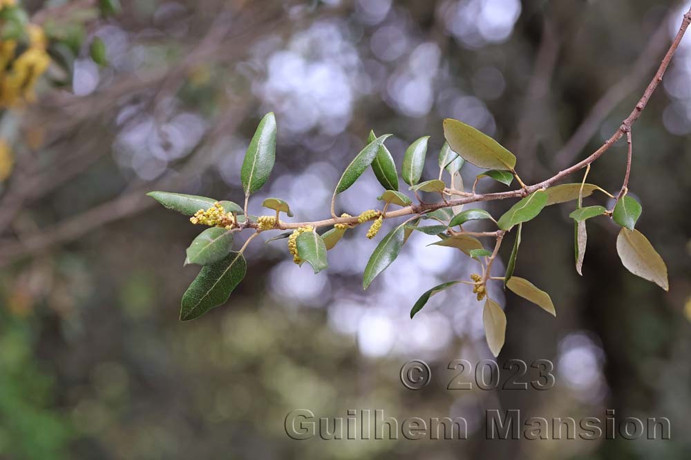 Quercus ilex