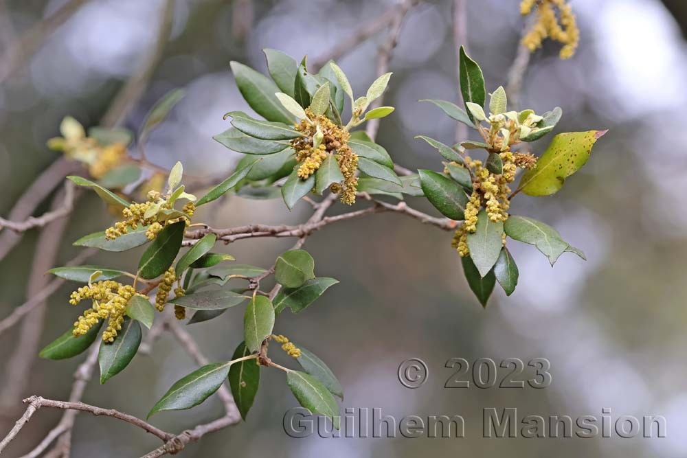 Quercus ilex