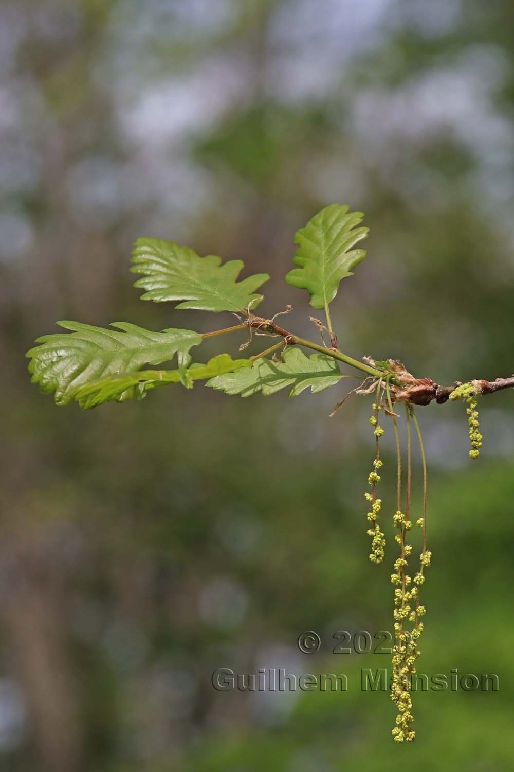 Quercus pubescens