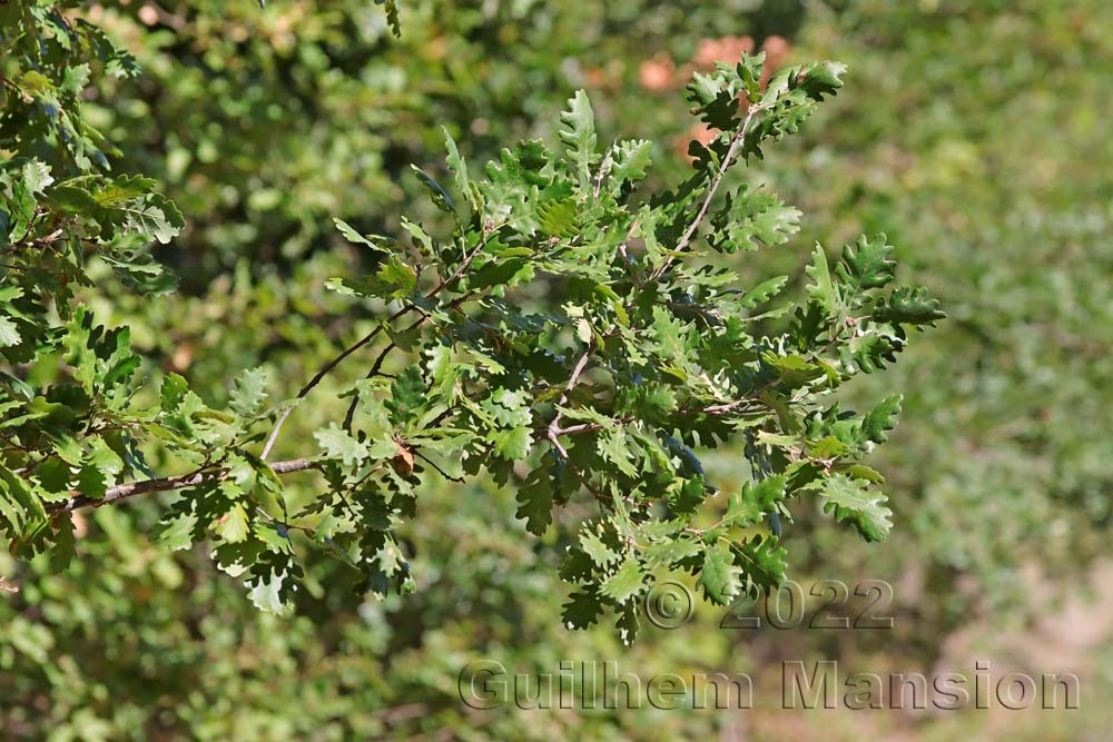 Quercus pubescens