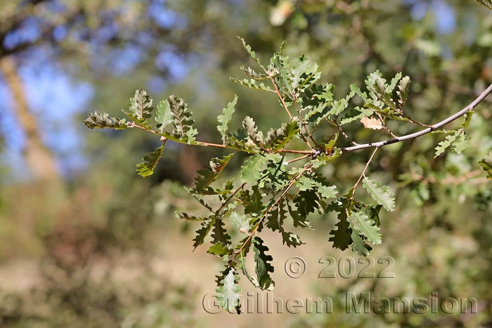 Quercus pubescens