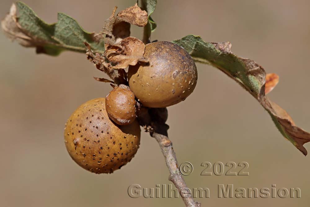 Quercus pubescens