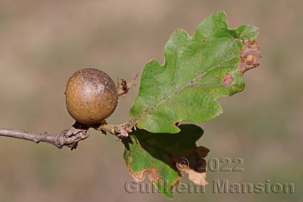 Quercus pubescens